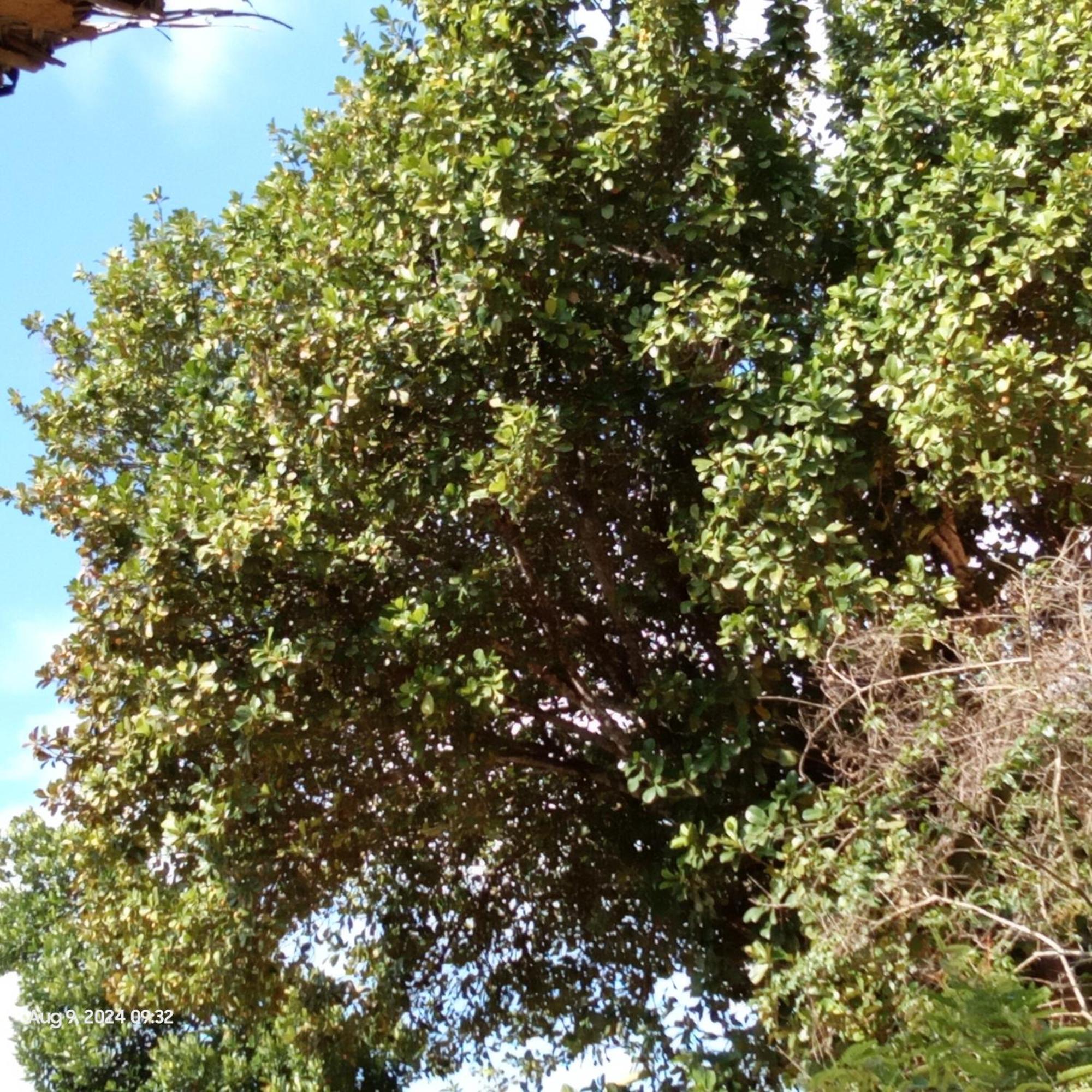 Dillenia Canopy Mirissa Exterior foto